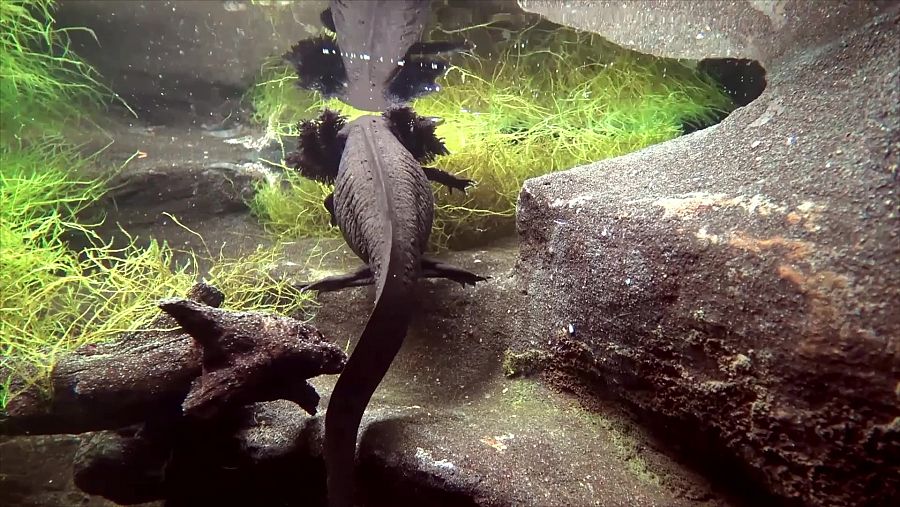 Ajolote o salamandra mexicana