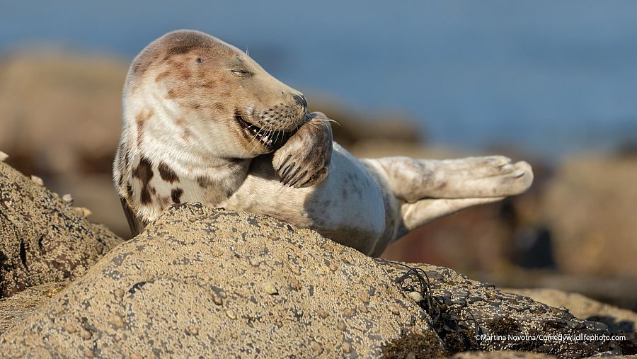 Un cachorro de foca gris se lleva la aleta a la boca y parece estar riendo