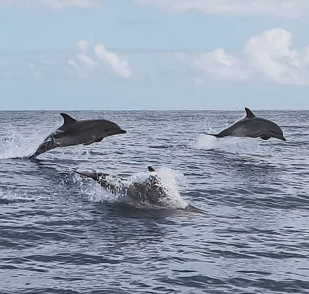 El Hierro: agua, viento y tierra