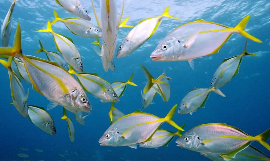 El Hierro: agua, viento y tierra