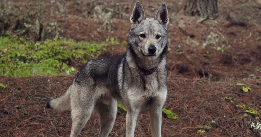 El Hierro: agua, viento y tierra