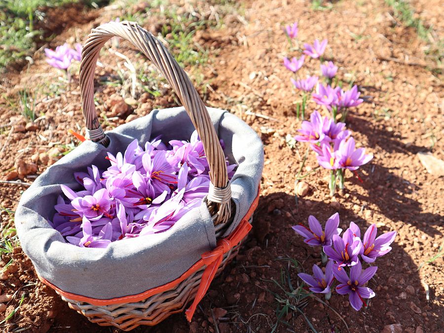 Cesta de cultivo con la rosa del azafrán en Villarobledo.