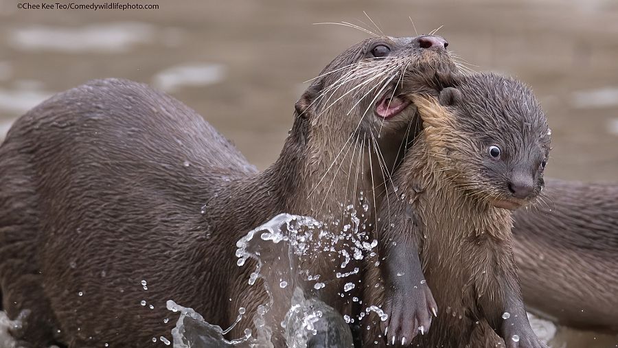 Una nutria llevando a su cría en la boca, que tiene una expresión sorprendida