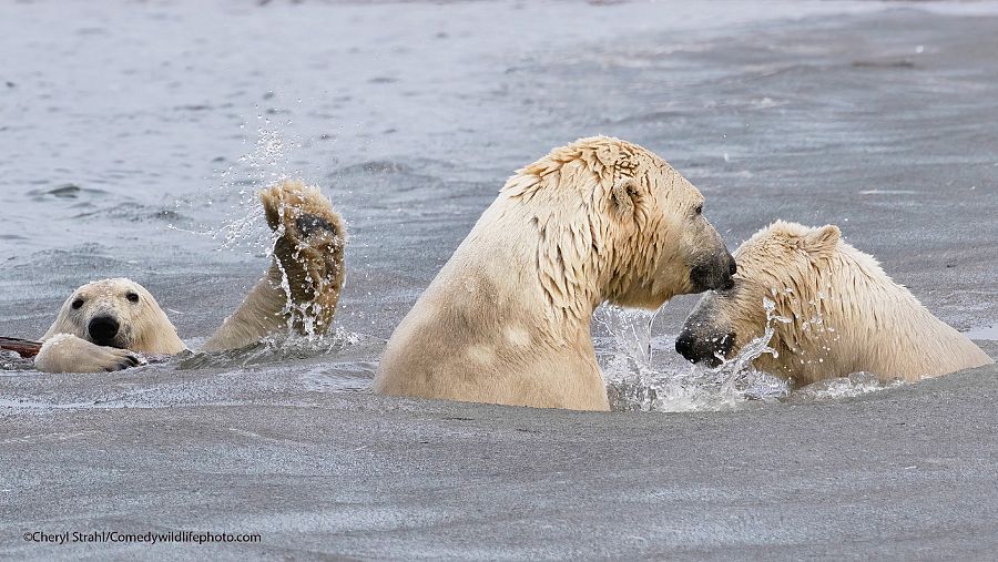Dos osos polares disfrutan de un baño mientras otro parece pedir ayuda