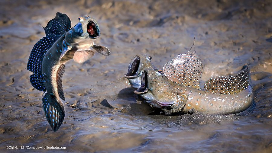 Un pez del fango salta con la boca abierta mientras otro parece observarle también sorprendido