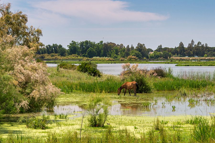 Las marismas del Parque Nacional de Doñana