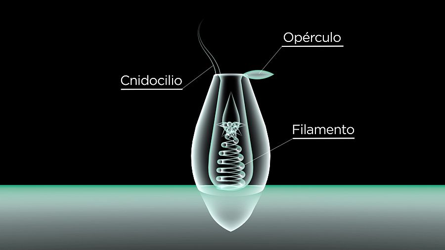 ¿Cómo desprenden veneno las medusas?