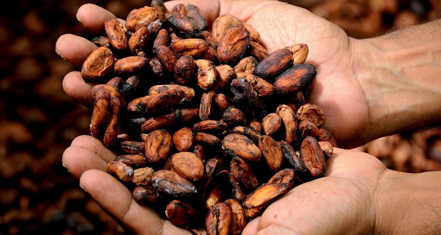 habas de cacao