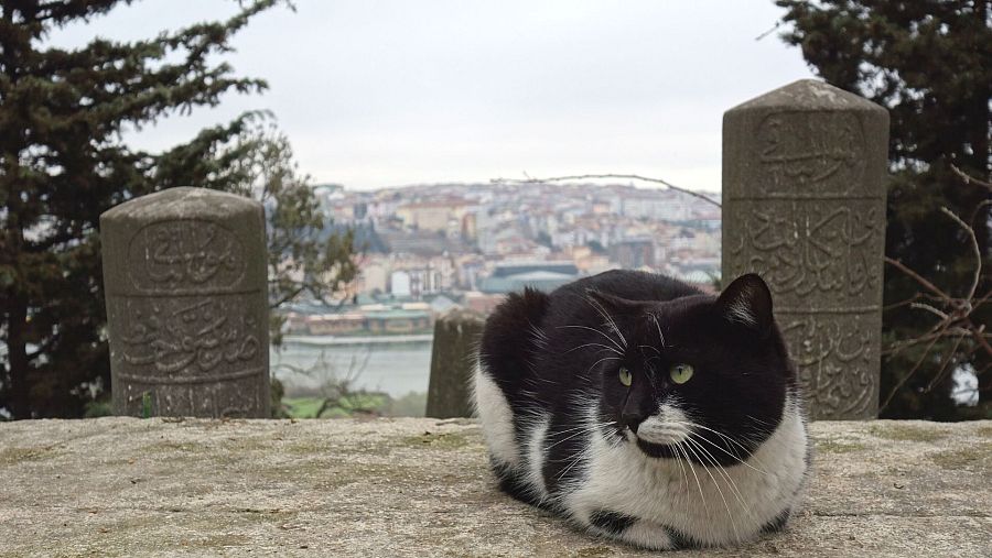Cementerio de Eyup, en Estambul.