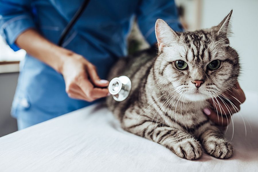 Gato en revisión veterinaria