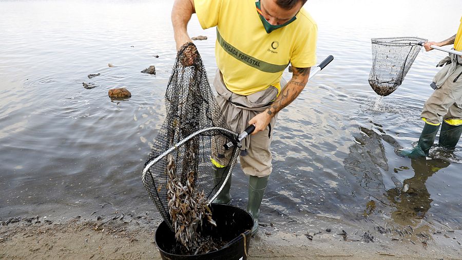 Informe Semanal - Alerta roja, emisiones cero