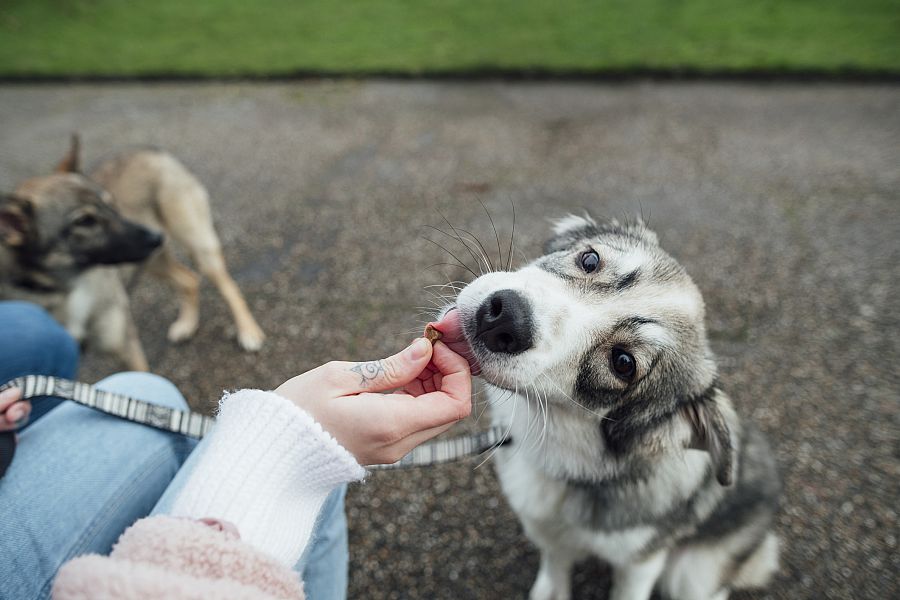 perrito comiendo comida cruda de la mano