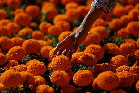 Una mujer recoge caléndulas de Cempasuchil naranjas para ser utilizadas durante las celebraciones del Día de Muertos