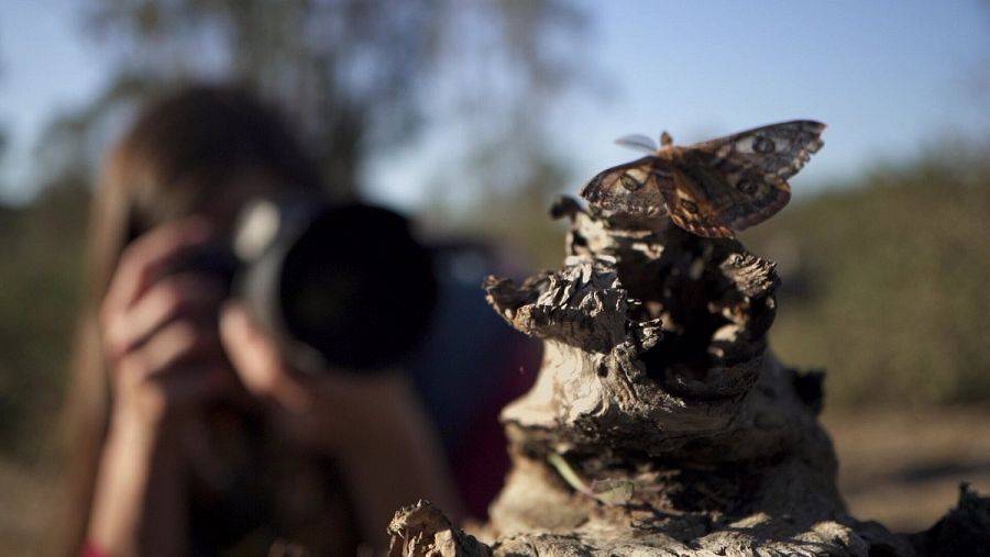 Macho de la mariposa Saturnia Josephinae