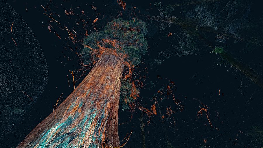 Treehugger: Wawona (2016) del colectivo Marshmallow Laser Feast