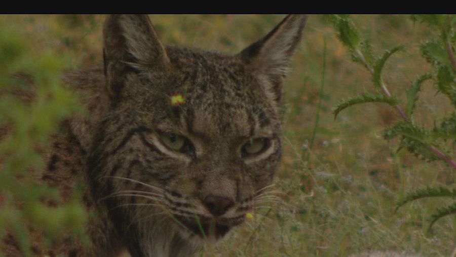  La población del lince ibérico ha vivido un espectacular renacimiento