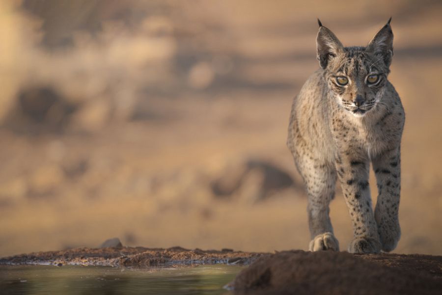 Lince Ibérico | Turismo Rural
