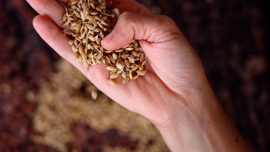 Arroz en La Albufera