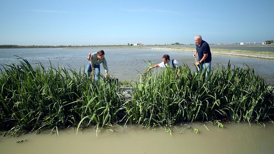 Cultivo del arroz en La Albufera