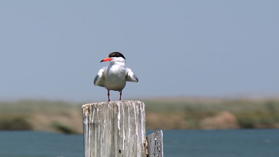 Ave en La Albufera