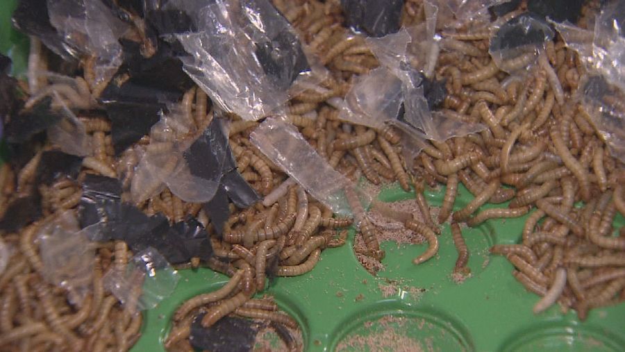 Bandeja con tenebrio molitor digiriendo plásticos agrarios