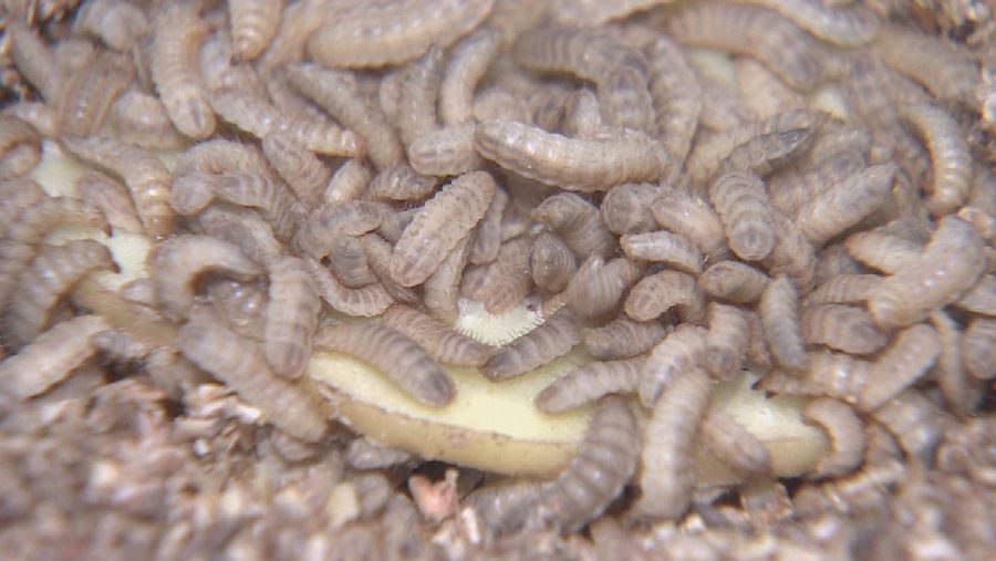 Larvas de mosca soldado negra