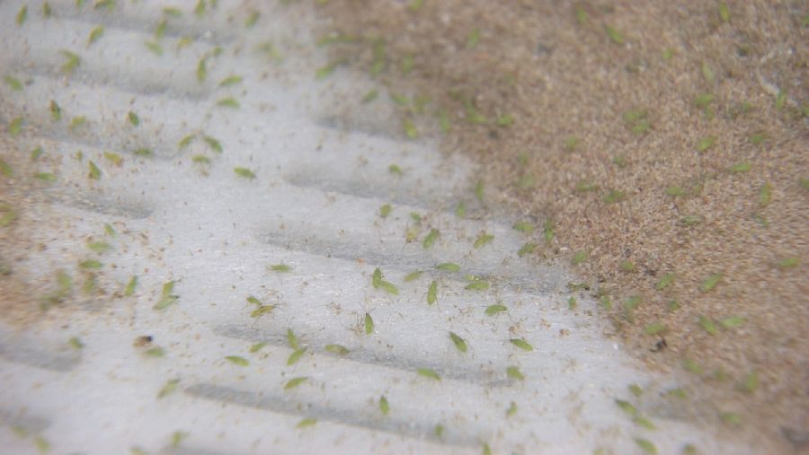 El nesidiocoris sirve para controlar las plagas en cultivos de tomate