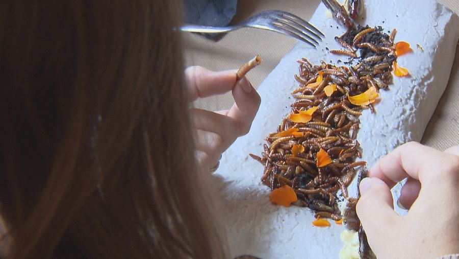 Tapa de insectos con tenebrios, grillos y saltamontes