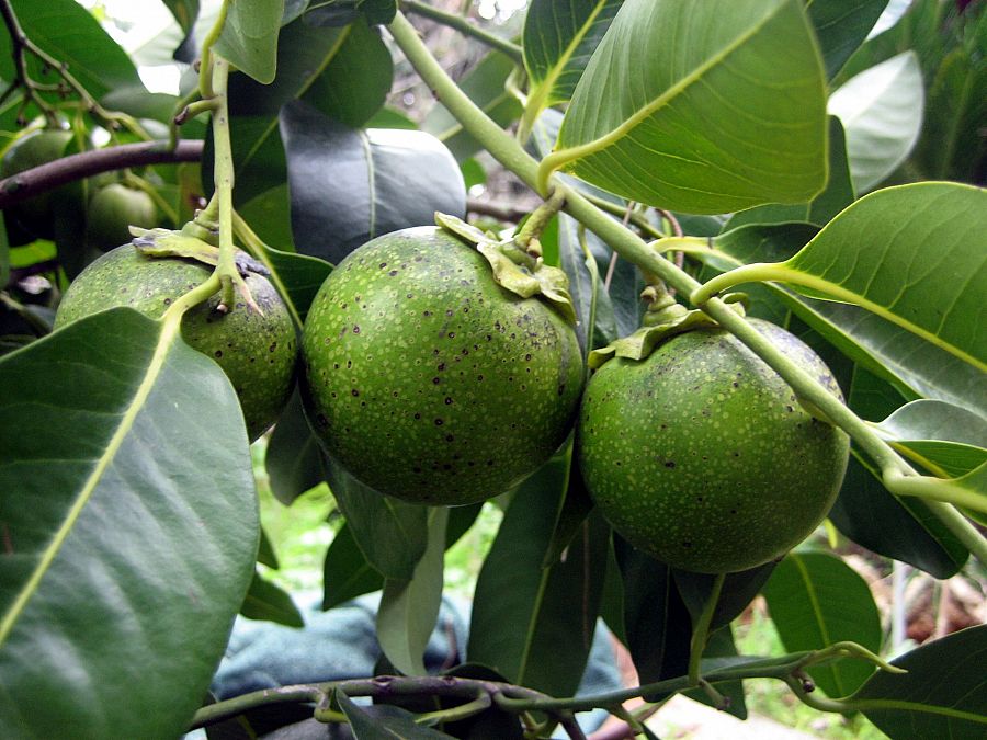 Árbol del zapote negro