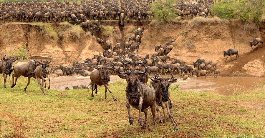 Ñus en Masai Mara