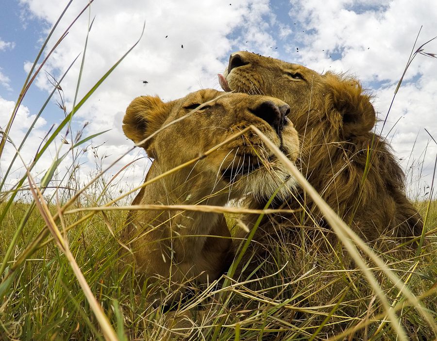 La 2 estrena 'El rey de la sabana': primer hombre aceptado por leones