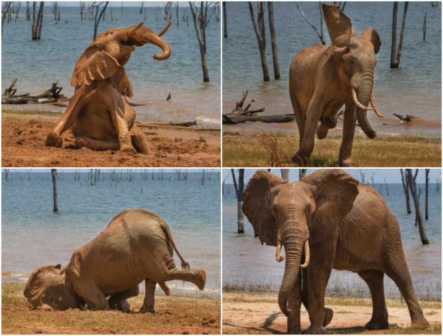 Cuatro imágenes de un elefante jugando en el barro