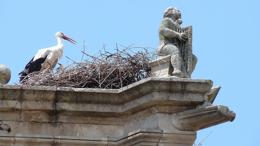 Cigüeñas en la zona monumental.