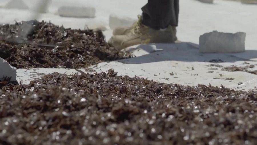 Posidonia oceánica de la playa de Palma