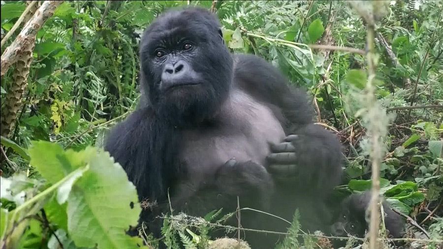 El golpeo en el pecho en los gorilas