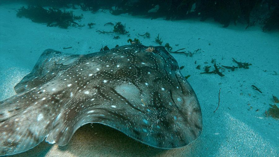 Los retos de conservación de las islas atlánticas