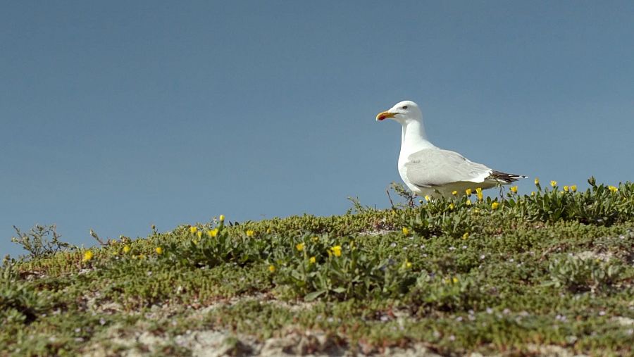 Gaviota patiamarilla