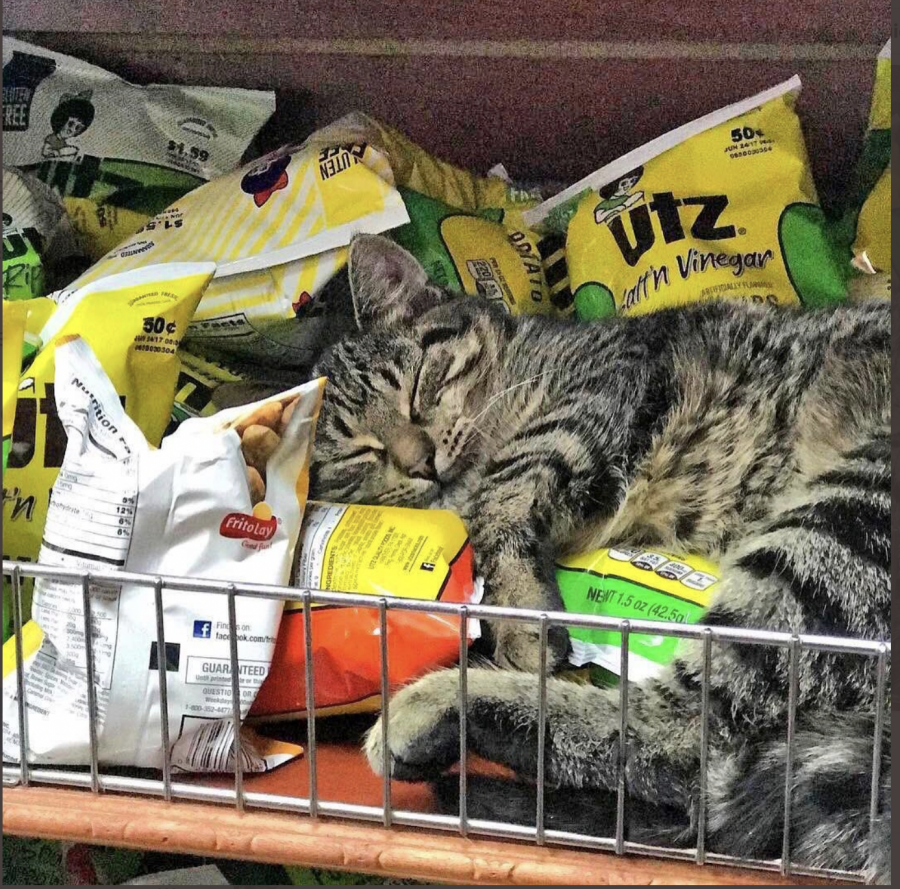 Un gato duerme sobre unas bolsas de patatas fritas