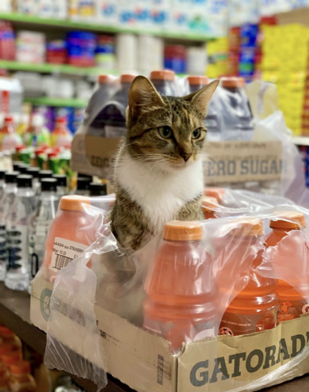Un gatito asoma de una caja de refrescos