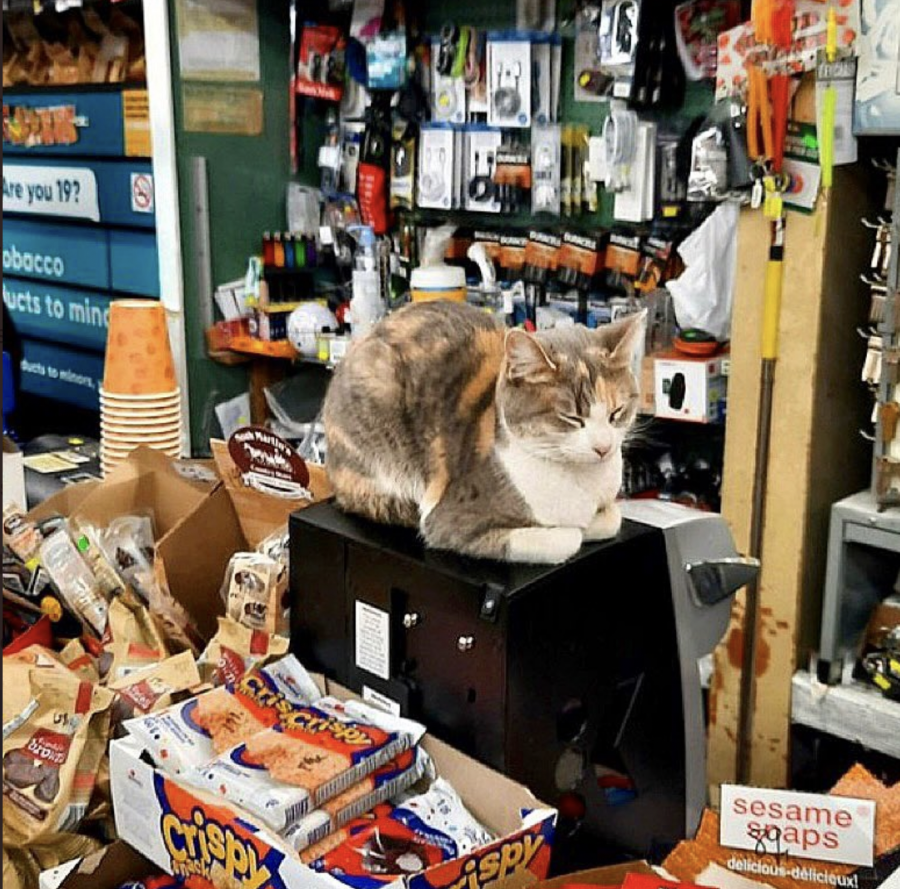 Un gato sobre una caja registrado