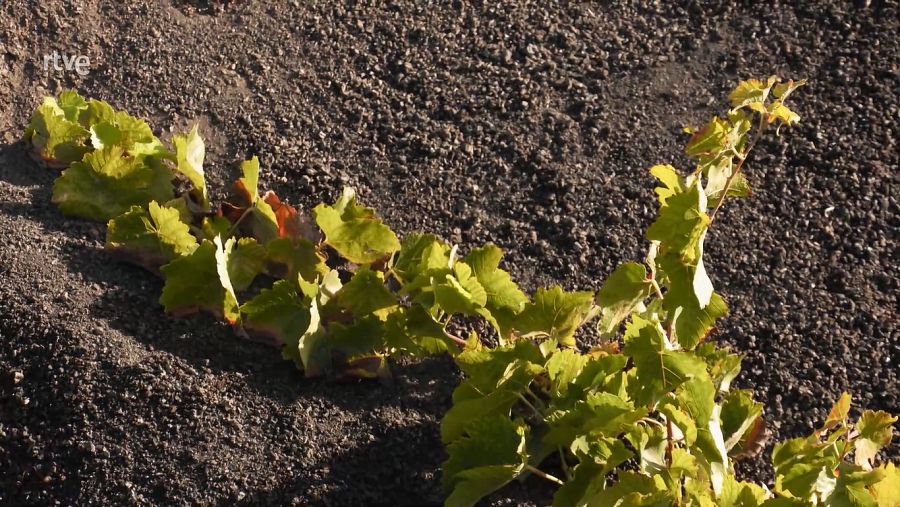 Viñedo de uva malvasía volcánica | Viajes Aquí La Tierra