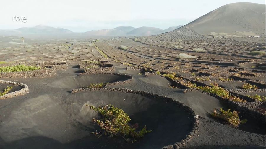 Viñedo de uva malvasía volcánica | Viajes Aquí La Tierra