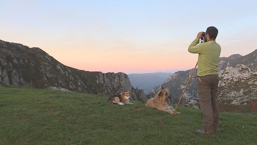 Una ley regulará el trabajo de los perros pastor