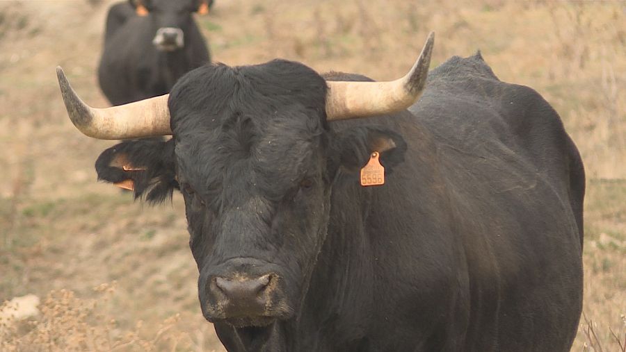  Ejemplar de vaca serrana negra soriana
