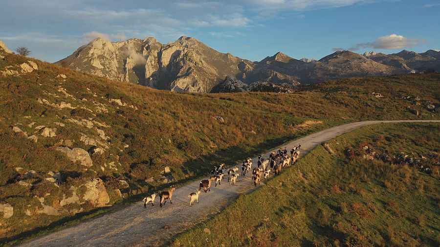 En los pastos de Asturias es difícil proteger el rebaño de los lobos
