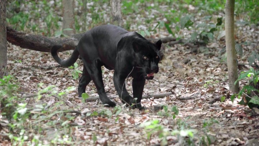 Leopardo negro