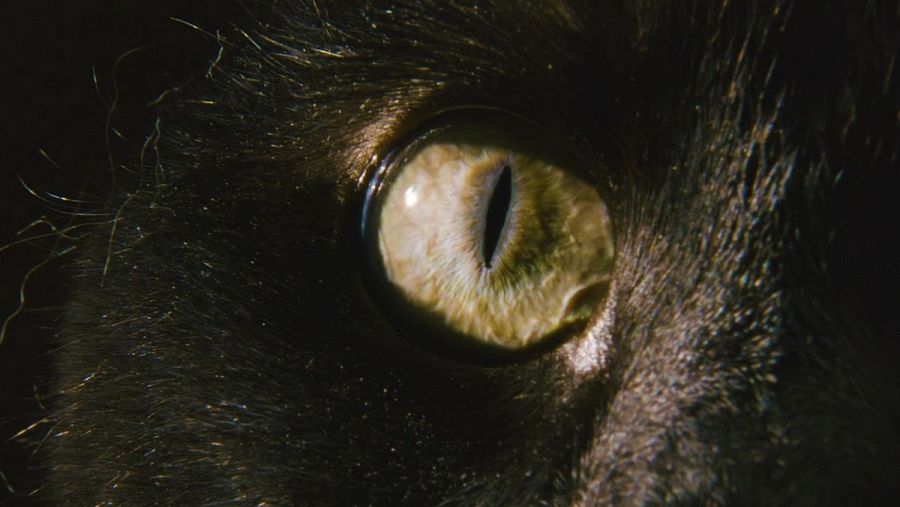 El ojo de un felino