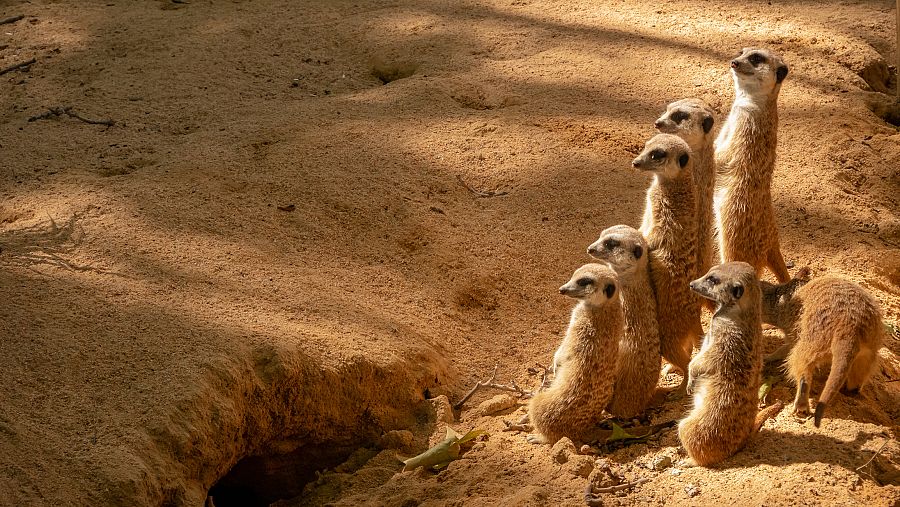 Meerkats divertits (surikate) al Zoo de Barcelona