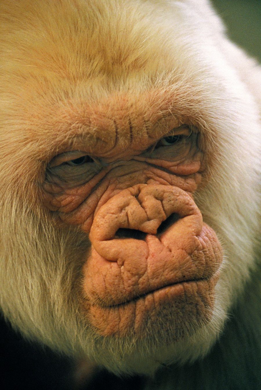 Floquet de Neu del Zoo de Barcelona