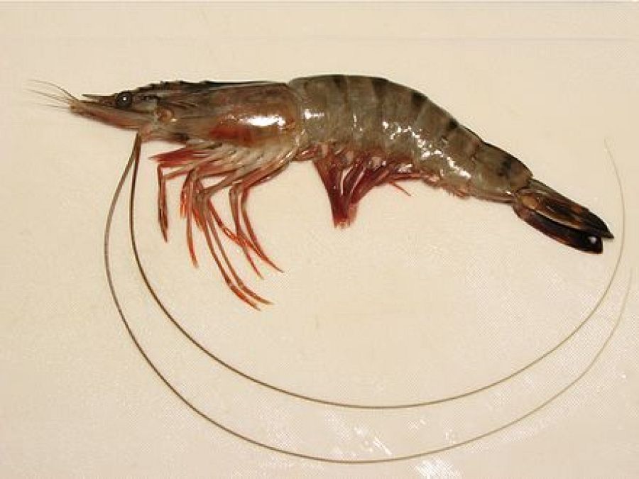 Son las gambas cucarachas y otras curiosidades